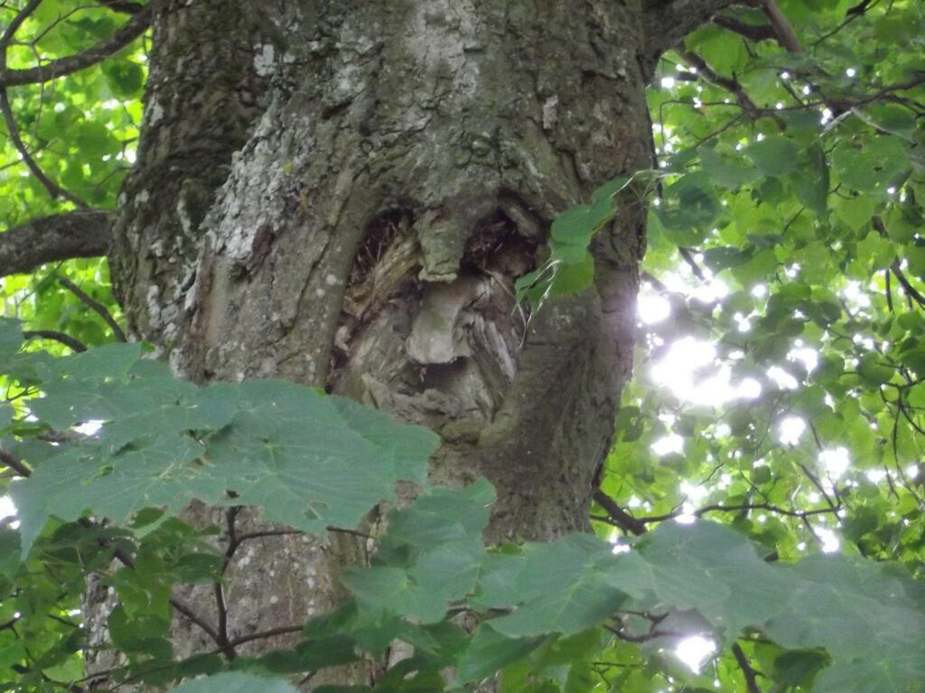 Esiemade Haaled 4 1024x768