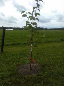 Noiamajakese Pildid 13 225x300