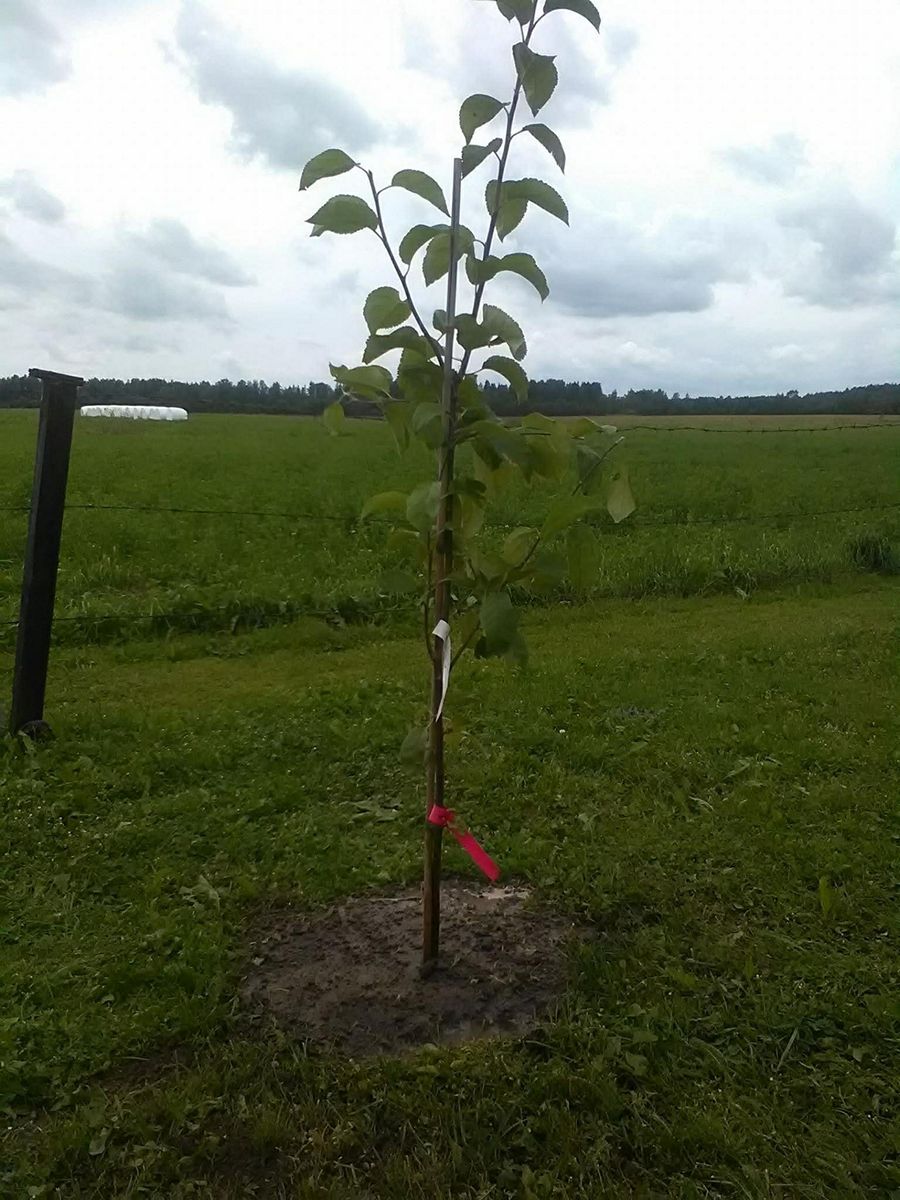 Noiamajakese Pildid 13