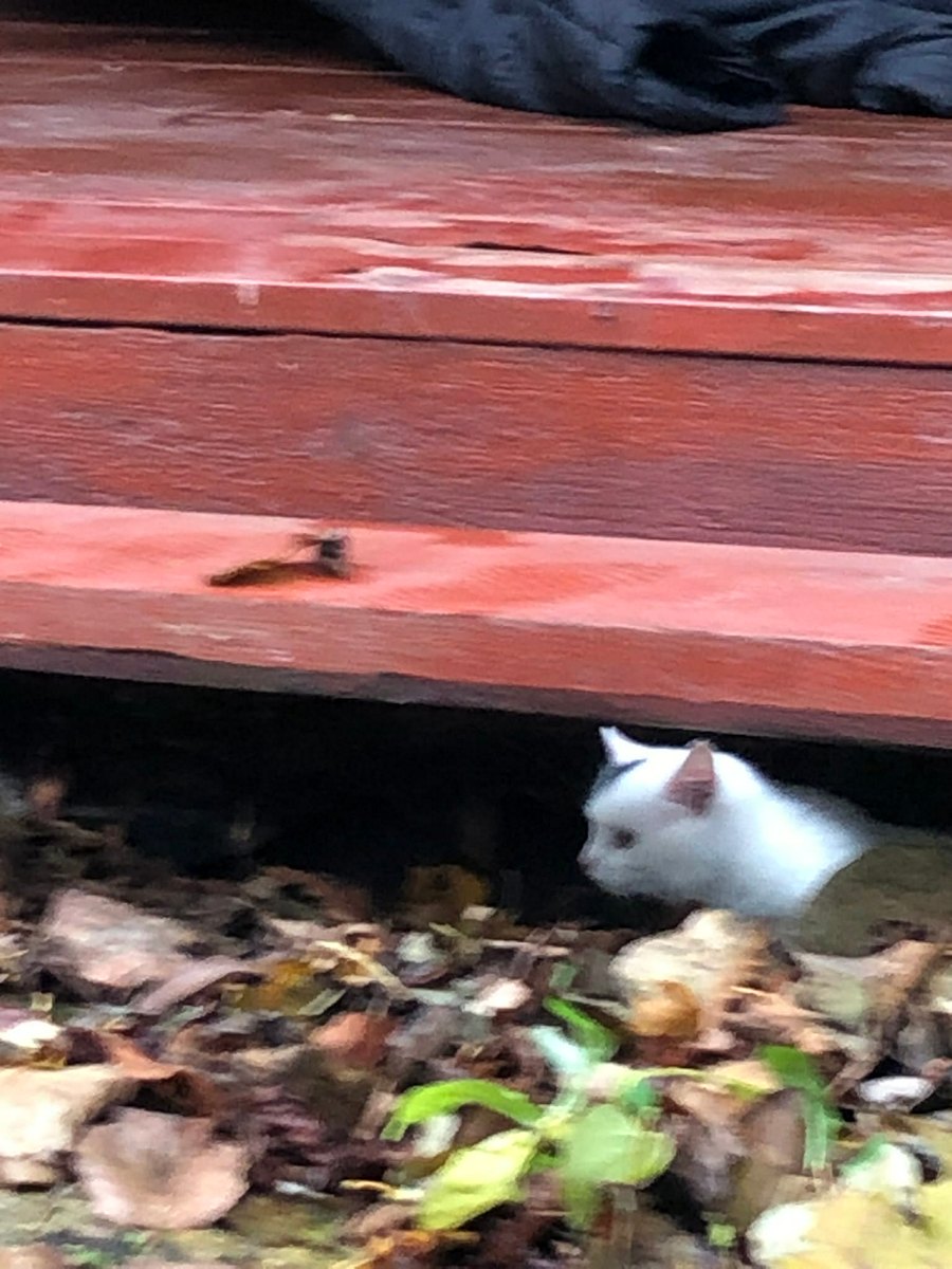 Noiamajakese Pildid 14