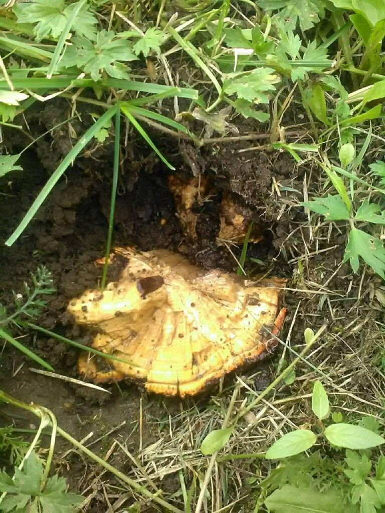 Noiamajakese Pildid 2 768x1024