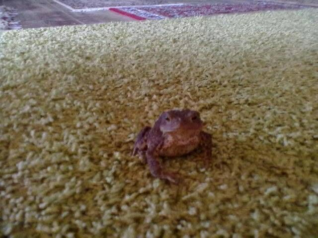 Noiamajakese Pildid 22