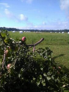 Noiamajakese Pildid 23 225x300