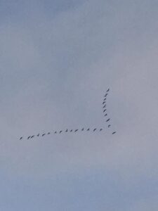 Noiamajakese Pildid 3 225x300