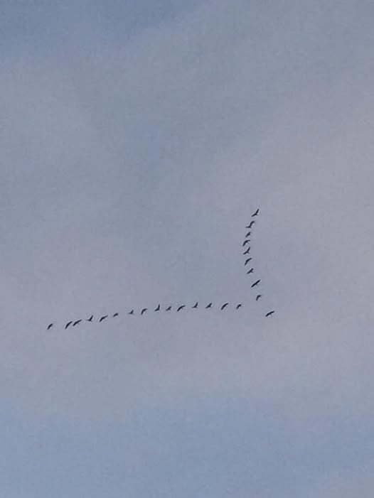 Noiamajakese Pildid 3