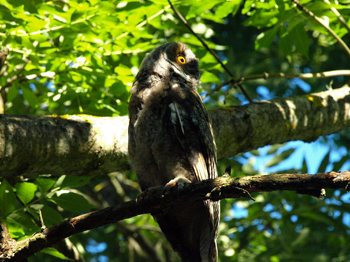 Noiamajakese Pildid 6