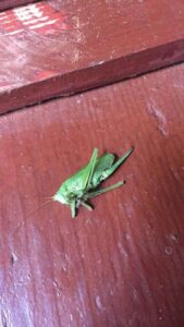 Noiamajakeses 2 169x300