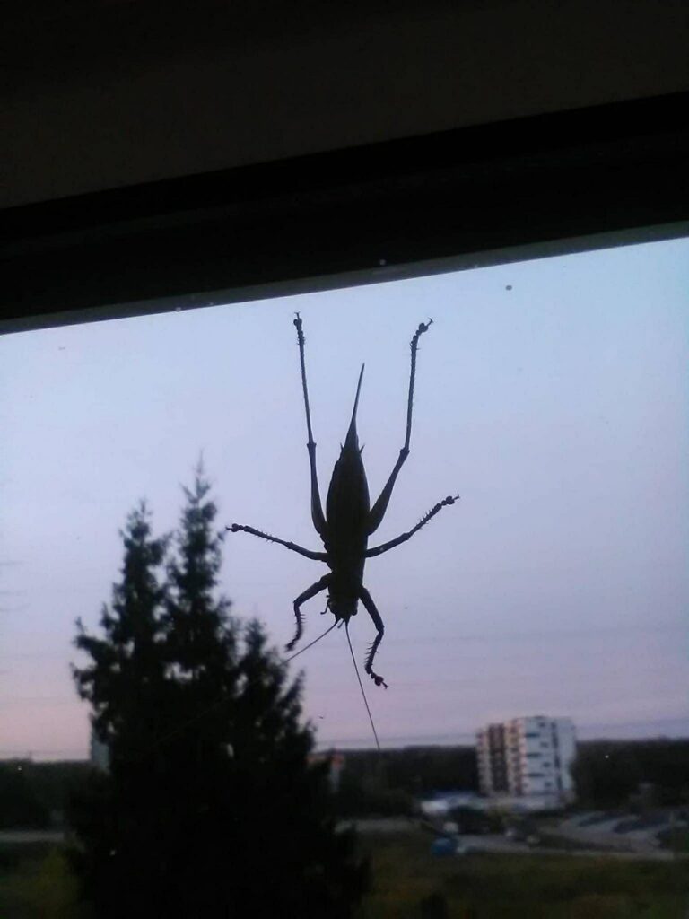 Noiamajakeses 3 768x1024