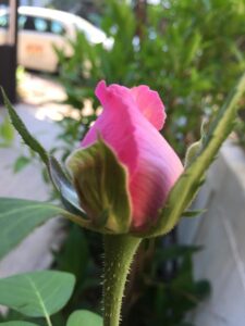 Turgi Armastus Roos 225x300