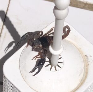 Turgi Galerii Tiina Varatalu 20 300x298