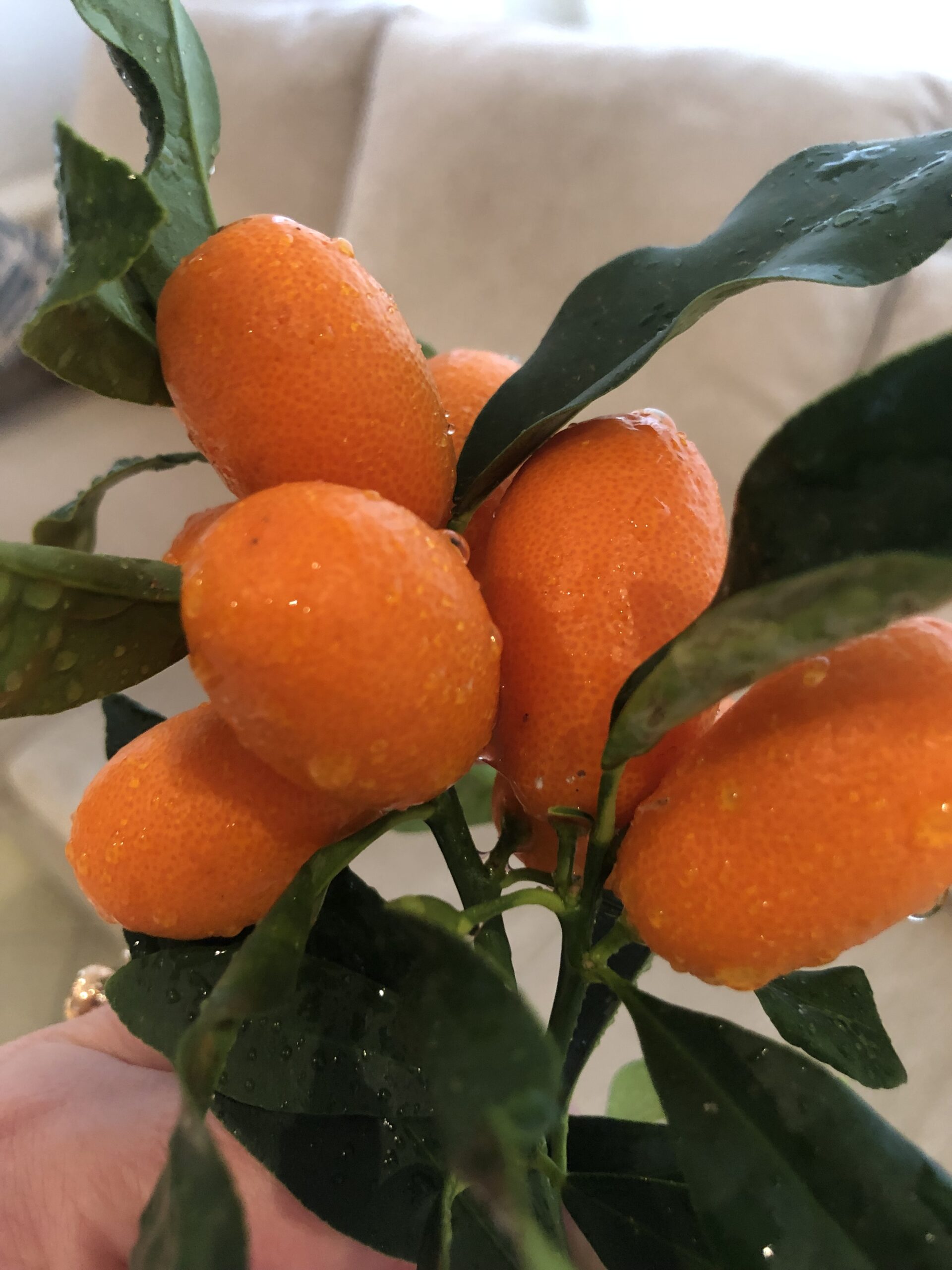 Turgi Galerii Tiina Varatalu 26 Scaled