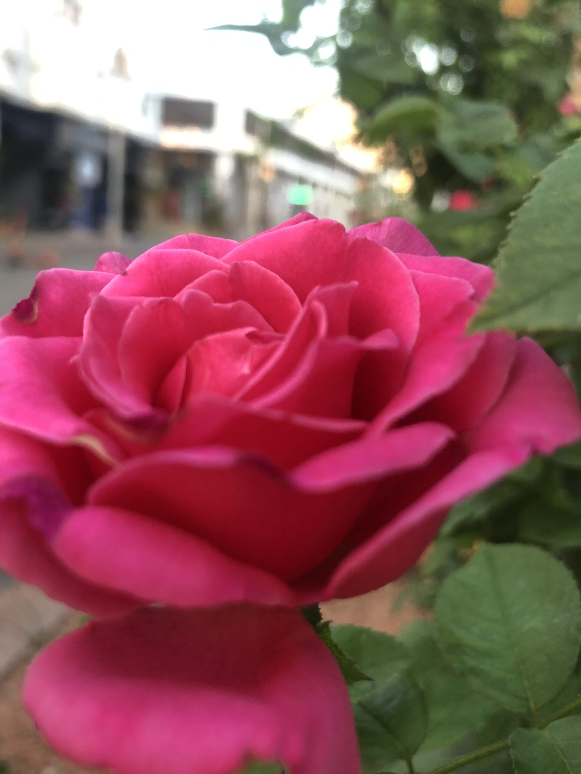 Turgi Galerii Tiina Varatalu 33 Scaled