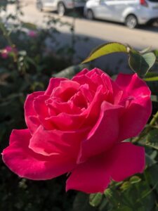 Turgi Galerii Tiina Varatalu 36 225x300