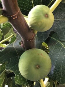 Turgi Galerii Tiina Varatalu 49 225x300