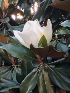 Turgi Galerii Tiina Varatalu 54 225x300