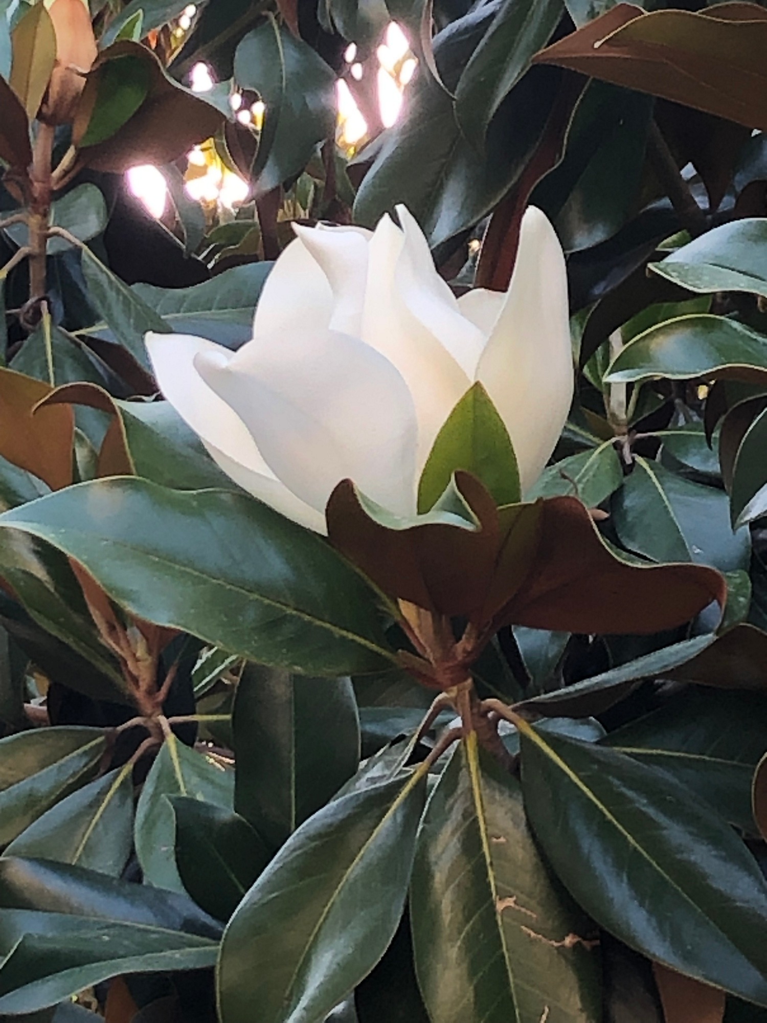 Turgi Galerii Tiina Varatalu 54