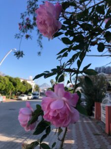 Turgi Galerii Tiina Varatalu 69 225x300