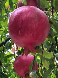 Turgi Galerii Tiina Varatalu 78 225x300