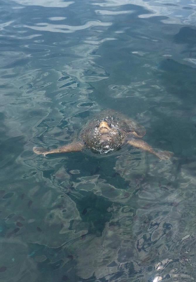 Turgi Galerii Tiina Varatalu 79