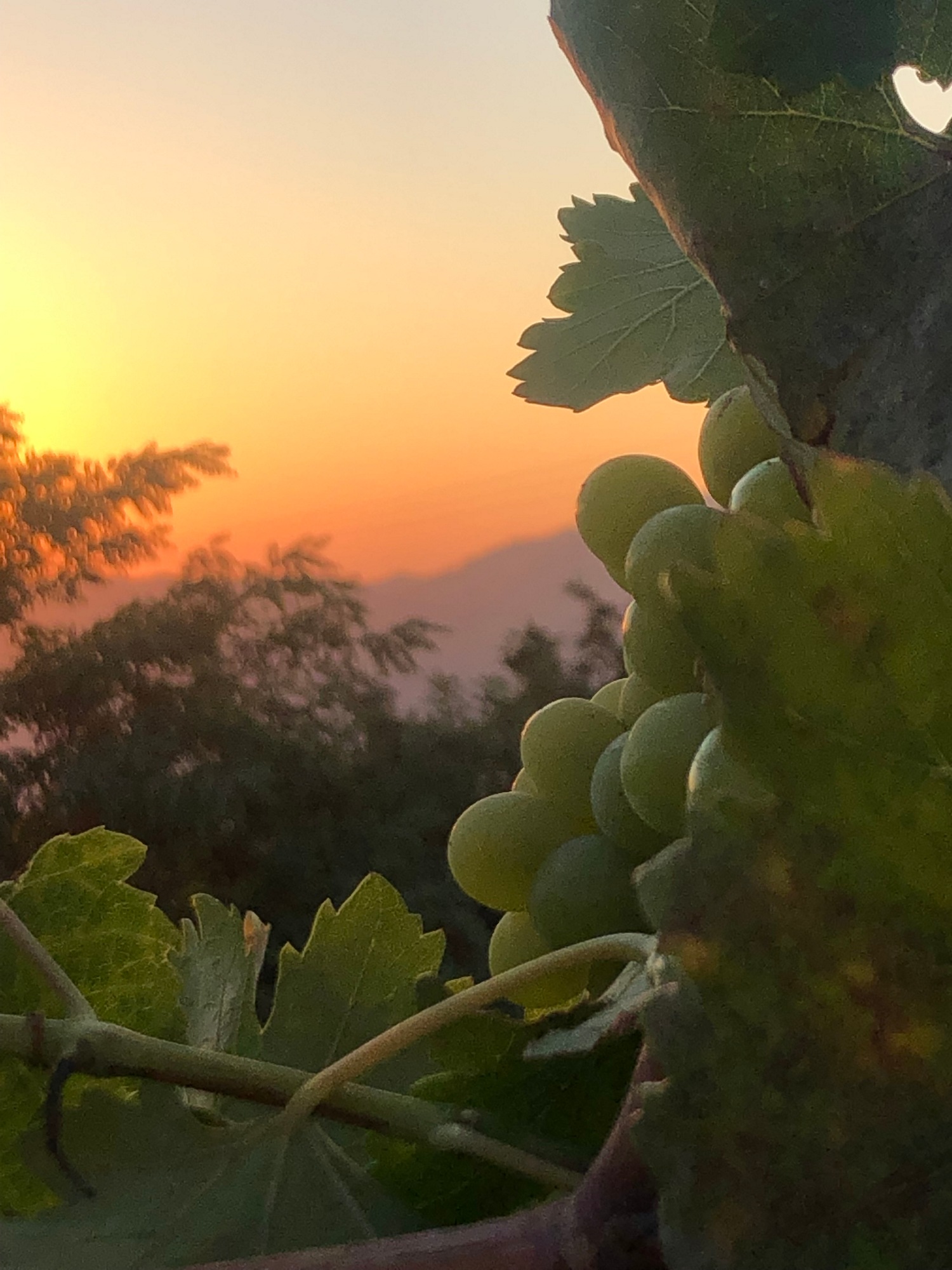 Turgi Galerii Tiina Varatalu 81