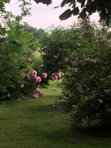 Noiamajakese Galerii 14 225x300