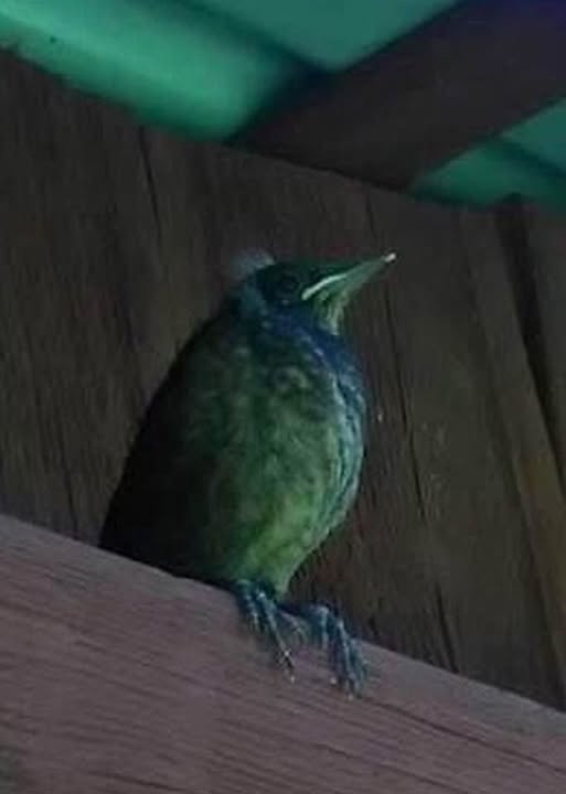 Noiamajakese Galerii 17