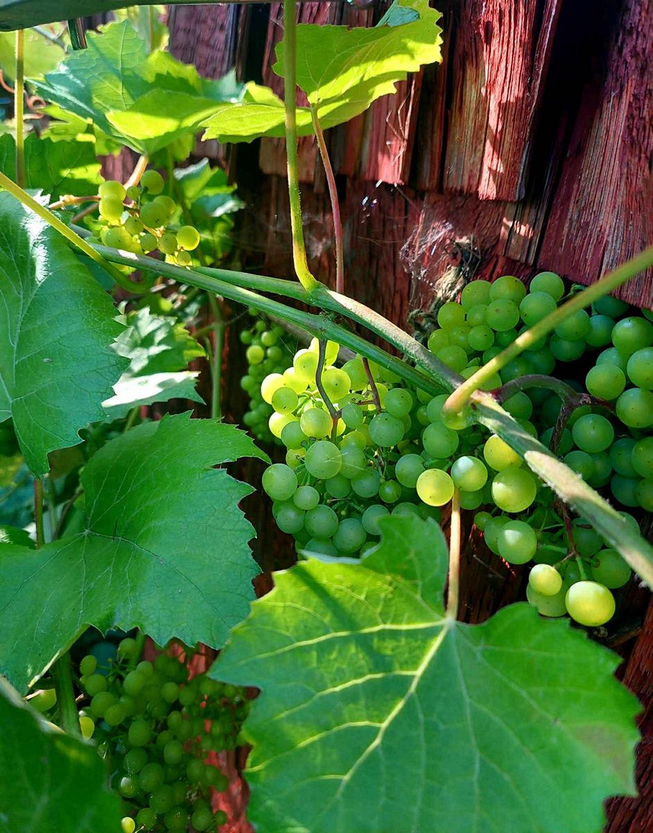 Noiamajakese Galerii 22